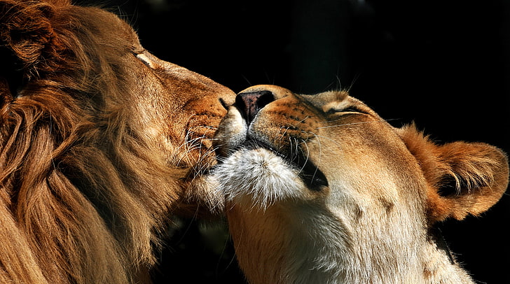 Lions couple 1080P, 2K, 4K, 5K HD wallpapers free download | Wallpaper Flare