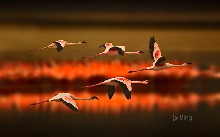 Lesser flamingos in Tanzania-2016 Bing Desktop Wal.., group of animals, HD wallpaper