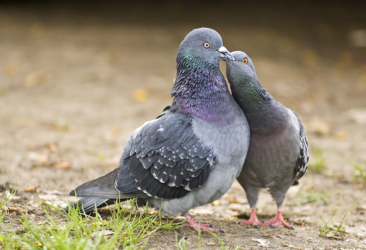Pigeon Kissing, two gray rock doves, Animals, Birds, vertebrate