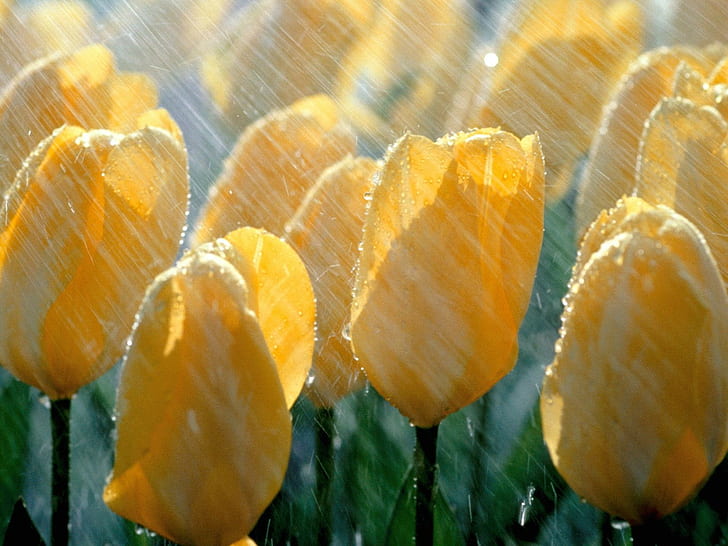 nature, tulips, flowers, rain