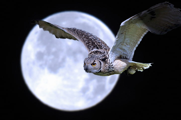 *** Owl Of The Full Moon ***, brown and white owl illustration, HD wallpaper