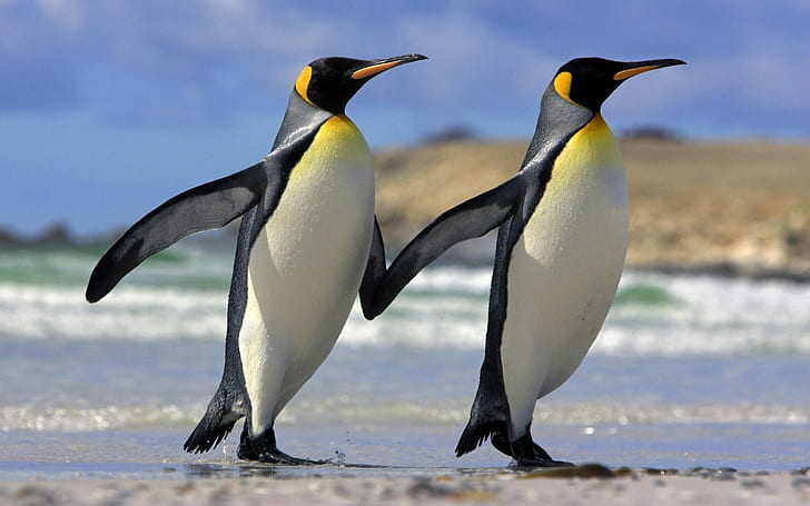 penguins, couple, sea, HD wallpaper