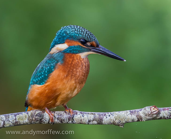 blue and brown kingfisher on brown tree branch close up photo, fishers, fishers, HD wallpaper
