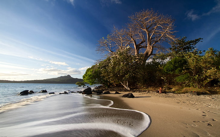 brown seashore, nature, landscape, beach, sand, sunset, trees, HD wallpaper
