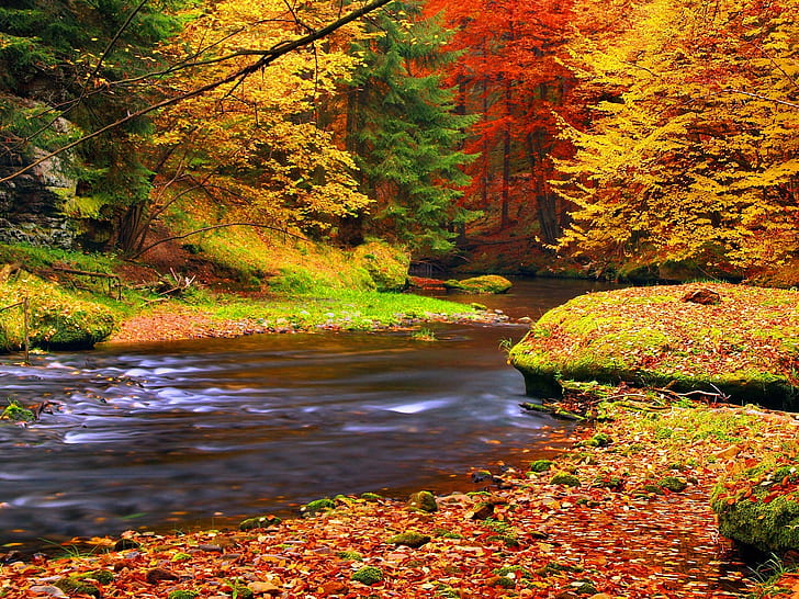 Autumn, forest, trees, leaves, river, HD wallpaper