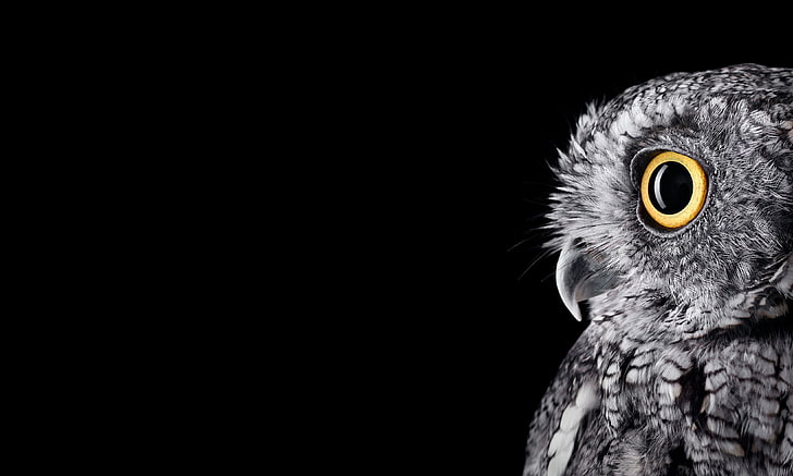 owl, birds, copy space, black background, studio shot, animal themes