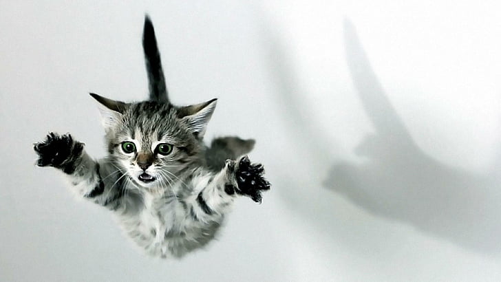 cat, catling, kitty, jump, cute, HD wallpaper