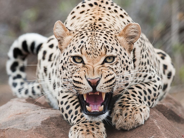 brown and black leopard, jaguars, animals, big cat, animal themes, HD wallpaper