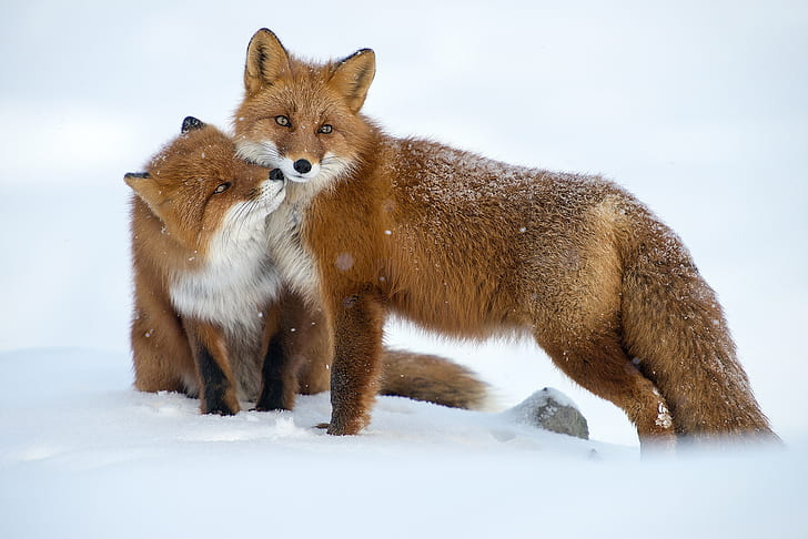 mammals, winter, snow, animals, fox, HD wallpaper