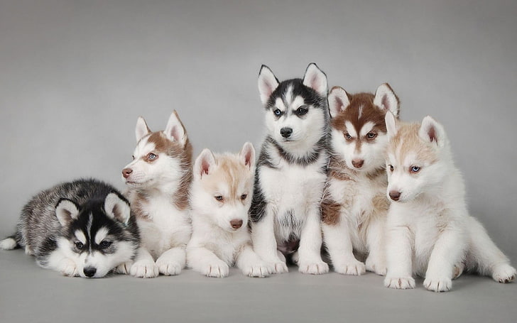 six Siberian husky puppies, domestic, pets, animal themes, domestic animals
