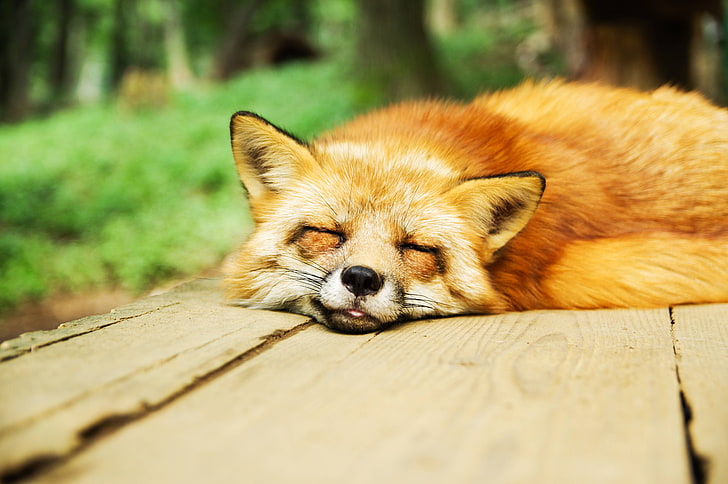 animal, sleep, cute, fox, sleeping, relaxed, resting, mammal, HD wallpaper