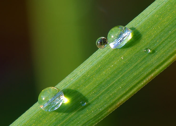 green leaf, nature, macro, water drops, dew, green color, close-up, HD wallpaper