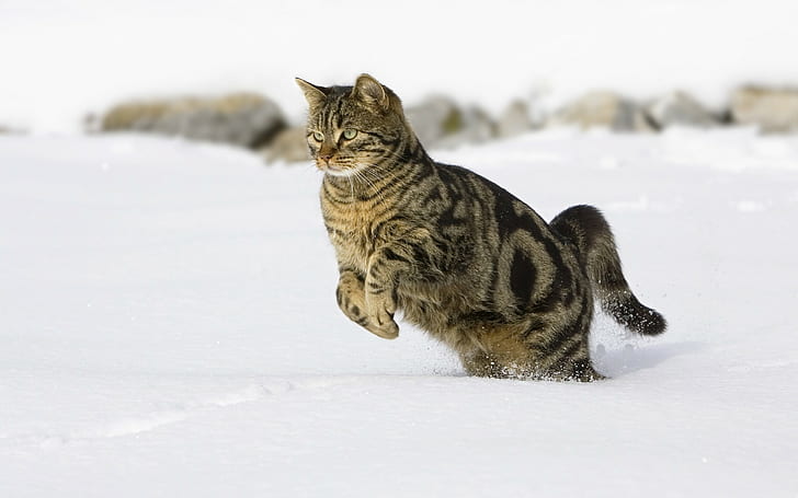 Cat Jump Snow HD, animals
