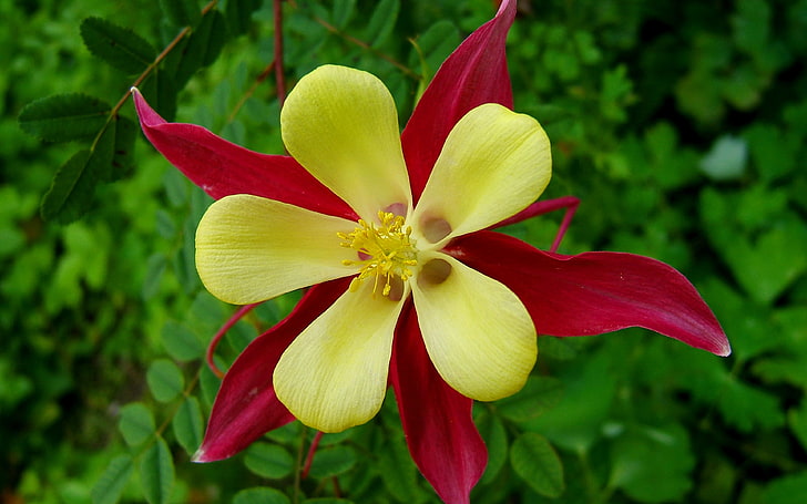 Mckana Giants Columbine Flower Mix Yellow And Dark Red Wallpaper For Mobile Phones Tablet And Pc 3840×2400