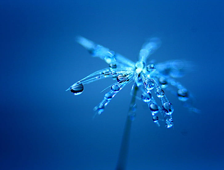 macro photography of drops of water on flower, Have you ever