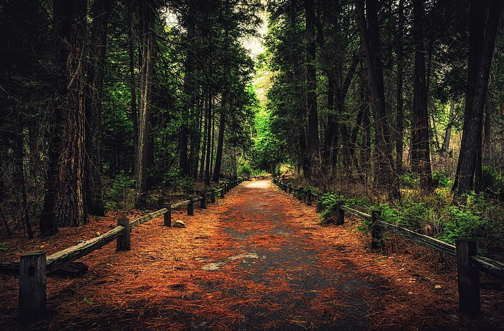 forest, pathway, nature, tree, plant, land, tranquility, the way forward, HD wallpaper