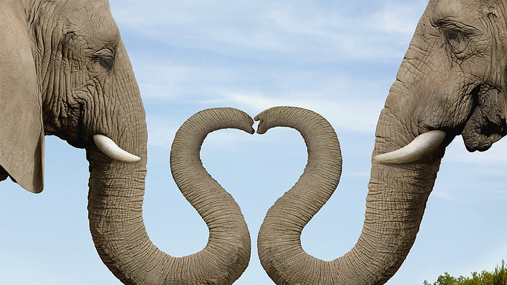 two gray elephants, heart, trunk, the elephant, heart shape, sky, HD wallpaper