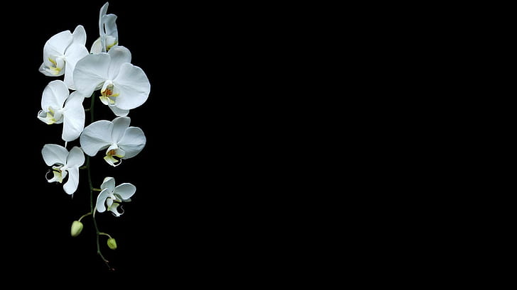 Hd Wallpaper Minimalism Orchids Flowers Black Background White Flowering Plant Flare - Black And White Flower Wallpaper 4k