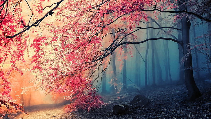 tree, fog, nature, beautiful, HD wallpaper