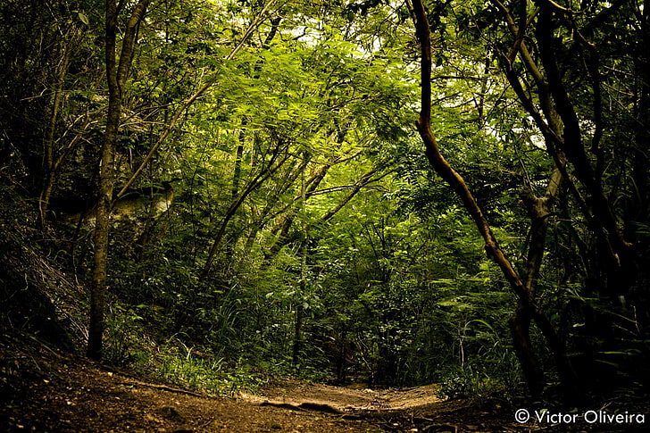 nature, landscape, Brazil, Rio de Janeiro, tree, plant, forest, HD wallpaper