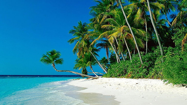 green coconut tree, beach, nature, tropical, palm trees, sea, HD wallpaper