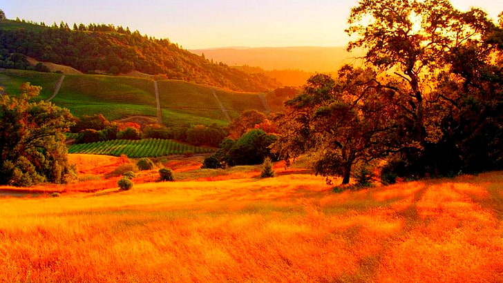 rural area, valley, wine country, united states, sonoma, california, HD wallpaper