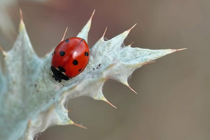 ladybug on white spiky plant selective photography, Mariquita, HD wallpaper
