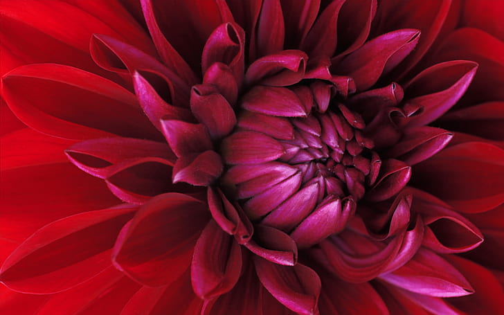 HD wallpaper: Windows 7 Flower Wide Flower Beautiful Best Quality Wallpaper  | Wallpaper Flare