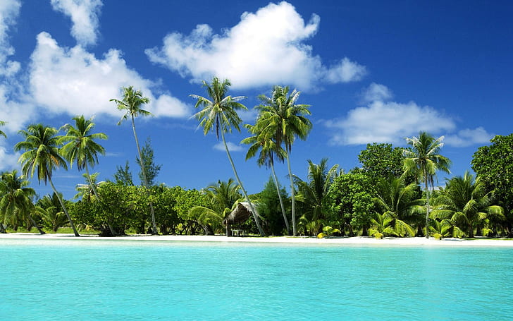 beach, sea, palm trees, landscape, nature, HD wallpaper