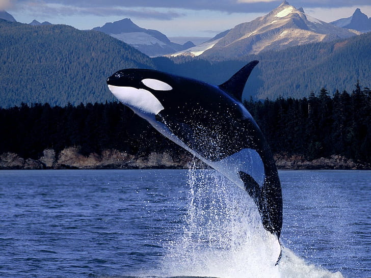 whale, animals, orca, HD wallpaper