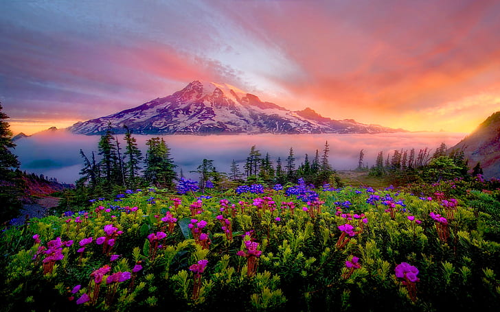 Sunrise Spring Landscape Of Snow Mountain Meadow Flowers Mount Rainier National Park Washington U S Desktop Hd Wallpaper 2560×1600, HD wallpaper