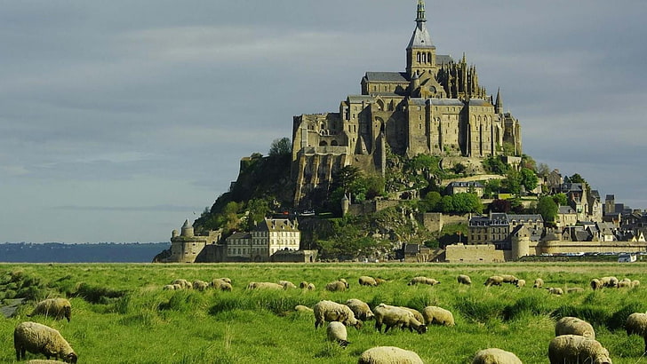 gray concrete castle, Mont Saint-Michel, France, plains, sheep