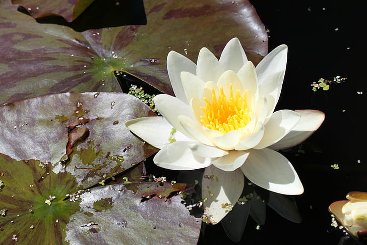 white Lotus flower during daytime, white waterlily, white waterlily, HD wallpaper