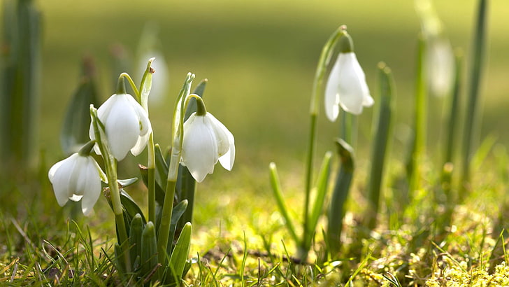white snowdrop flowers, snowdrops, grass, color, stem, nature