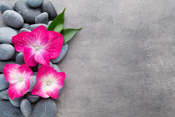 three pink flowers, stones, orchid, spa, zen, flowering plant, HD wallpaper