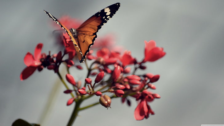 brown and black butterfly perched on pink petaled flowers, nature