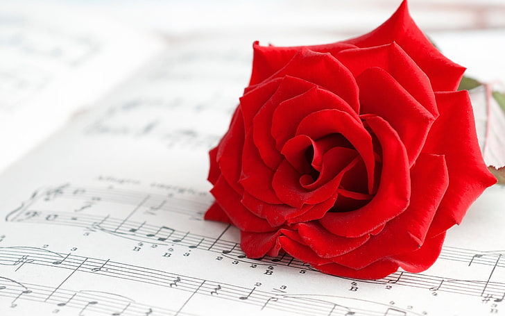 red rose on top of music sheet, flowers, red flowers, musical notes, HD wallpaper