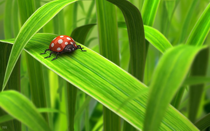 green day 3d Abstract Animals art black spots bug bugs CG cool grass Green hot insect Insects lady l HD, red and white ladybug