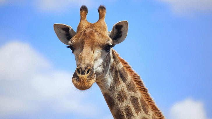 Giraffe, Animals, Blue Sky, Head, Mouth, Photography