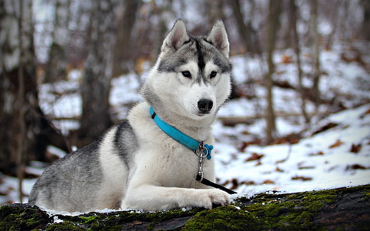 black and white Siberian husky dog, snow, collar, hunting, care, HD wallpaper
