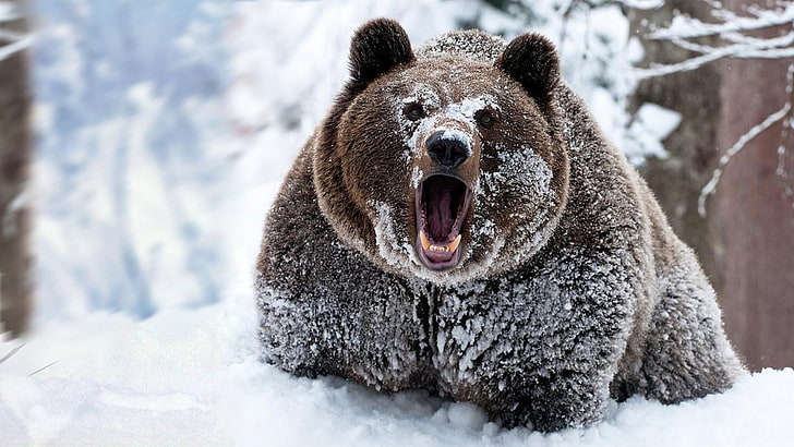 brown bear, snow, animals, bears, cold temperature, winter, animal themes, HD wallpaper
