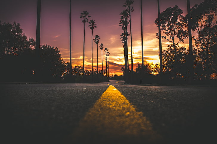 paved road digital wallpaper, landscape, nature, sunset, palm trees