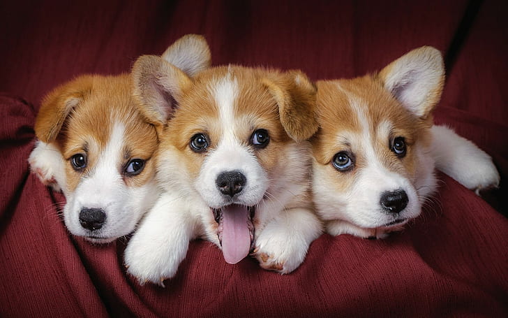 puppies, dog, Pembroke Welsh Corgis, animals, HD wallpaper