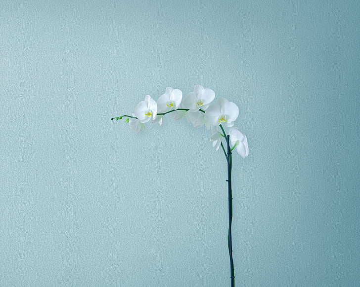 white petaled flower, Artificial flowers, Minimal, Huawei MediaPad M5 HD wallpaper