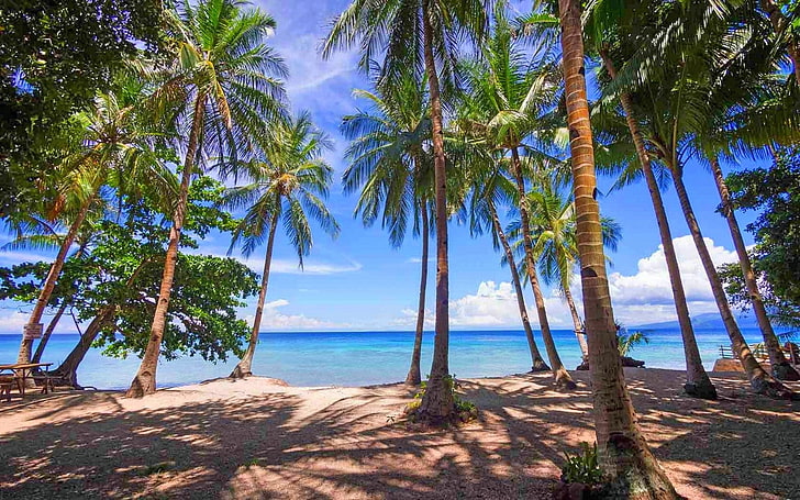 photography, nature, landscape, palm trees, beach, tropical