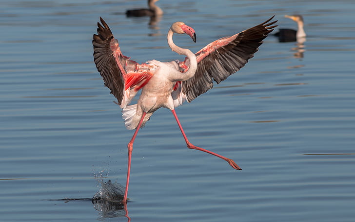 Wingspan: The World Tallest Flamingo Bird