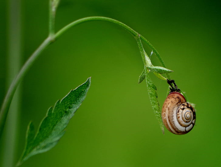 brown snail on green plant in selective focus photography, Bulgaria, HD wallpaper