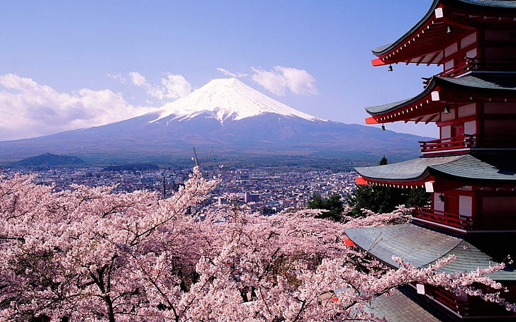 Mt. Fuji Japan, blossoms, cherry, mount, mountain, beauty in nature, HD wallpaper
