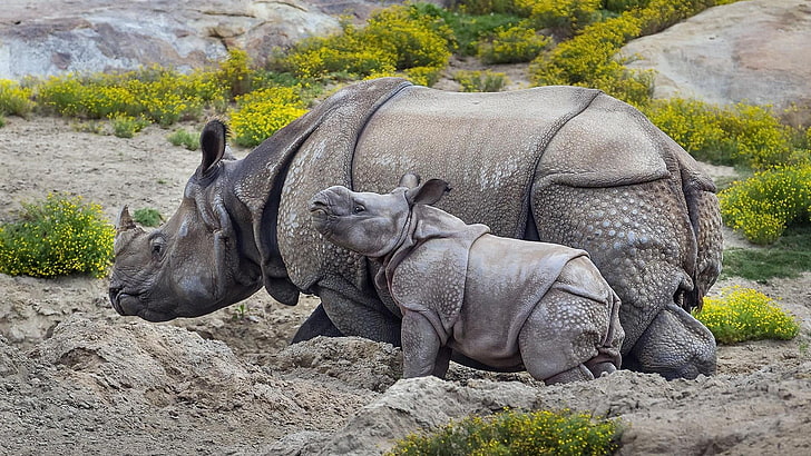 rhinoceros, fauna, cute, wildlife, indian rhino, grass, horn, HD wallpaper