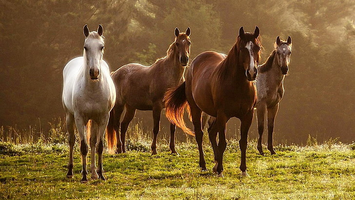 horse, pasture, horses, mare, fauna, mustang horse, herd, grassland, HD wallpaper